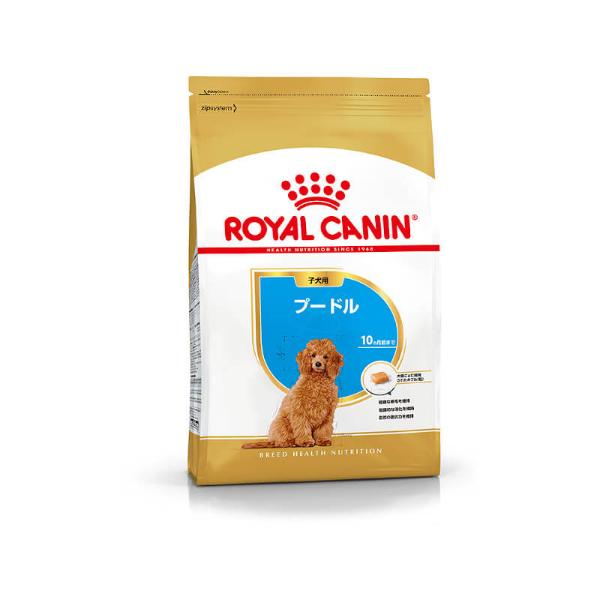 CANINE BREED POODLE PUPPY 1.5kg 