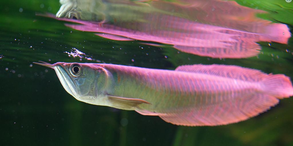 Baby Silver Arowana