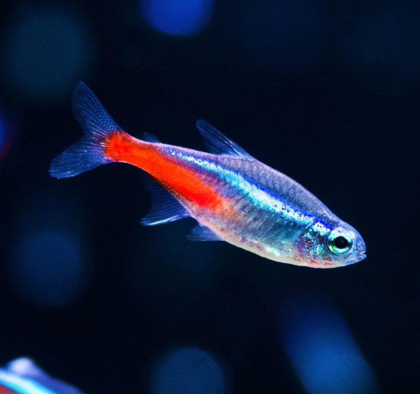 NEON TETRA