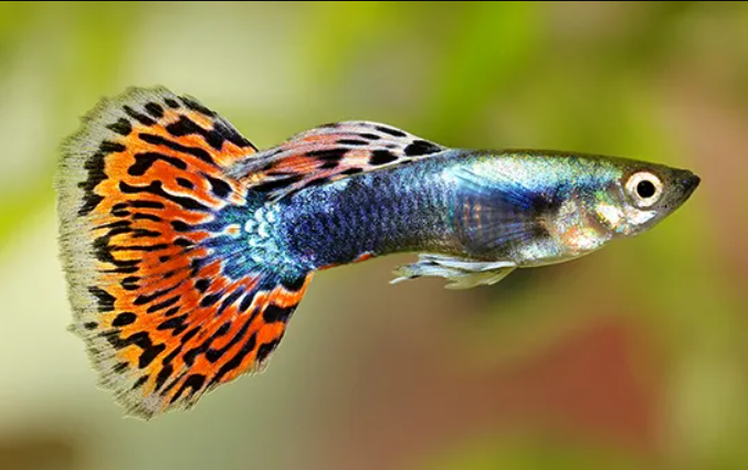 GUPPY