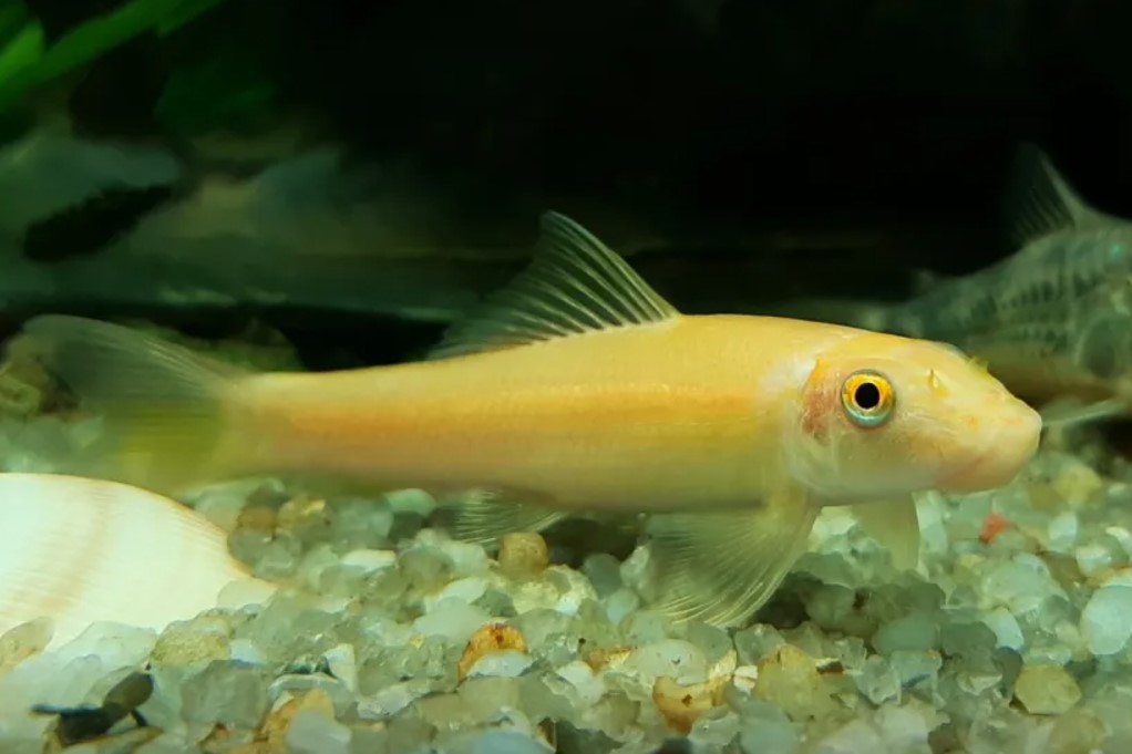 GOLDEN LOACH