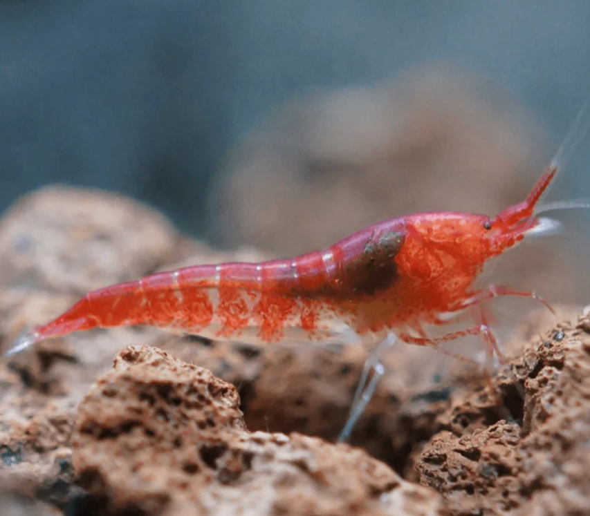 HAWAIIAN RED SHRIMP - OPAE ULA